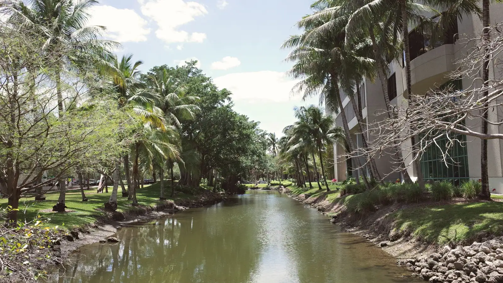 Palm-lined waterway winding through Cape Coral