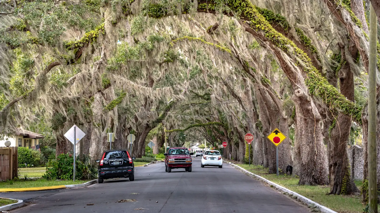 A street beneath live oaks draped in Spanish moss — classic North Florida